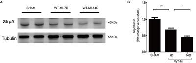 Secreted Frizzled-Related Protein 5 Protects Against Cardiac Rupture and Improves Cardiac Function Through Inhibiting Mitochondrial Dysfunction